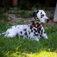 Salem Animal Hospital ico