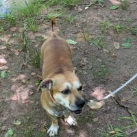 ADR Urgent Veterinary Care ico