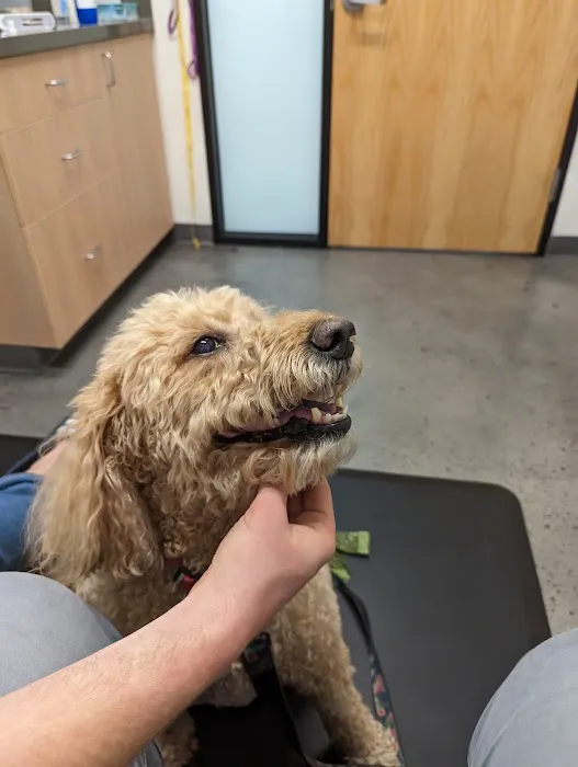 All Pets Animal Hospital 4