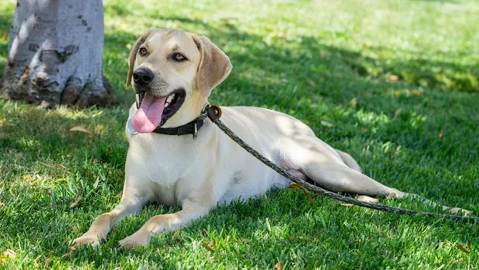 Poway Animal Hospital 3