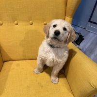 Poway Animal Hospital ico