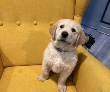 Poway Animal Hospital
