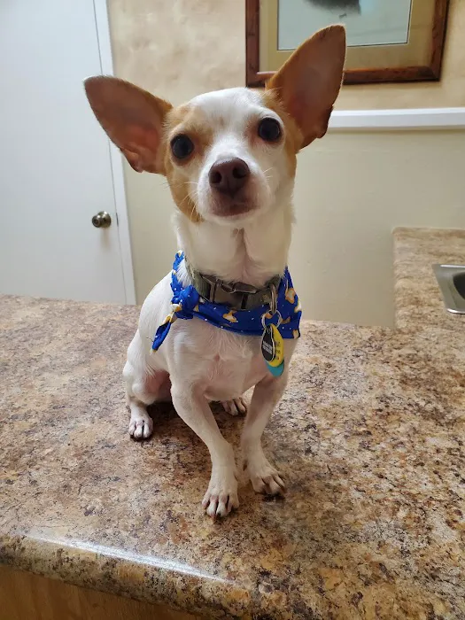 Poway Animal Hospital 4