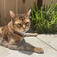 South Coast Pet Dentals, Inc. ico