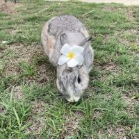 Avian & Exotic Animal Hospital, Inc. ico