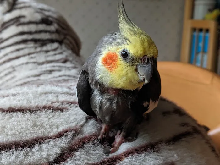 Avian & Exotic Animal Hospital, Inc. 2