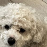 Animal Healing Center ico