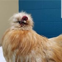 Avian & Exotic Animal Hospital, Jeffrey R. Jenkins, DVM ico