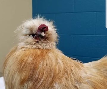 Avian & Exotic Animal Hospital, Jeffrey R. Jenkins, DVM