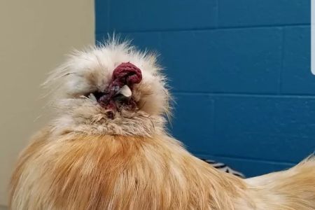 Avian & Exotic Animal Hospital, Jeffrey R. Jenkins, DVM