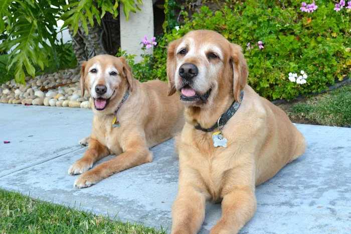 Trident Veterinary Hospital 12