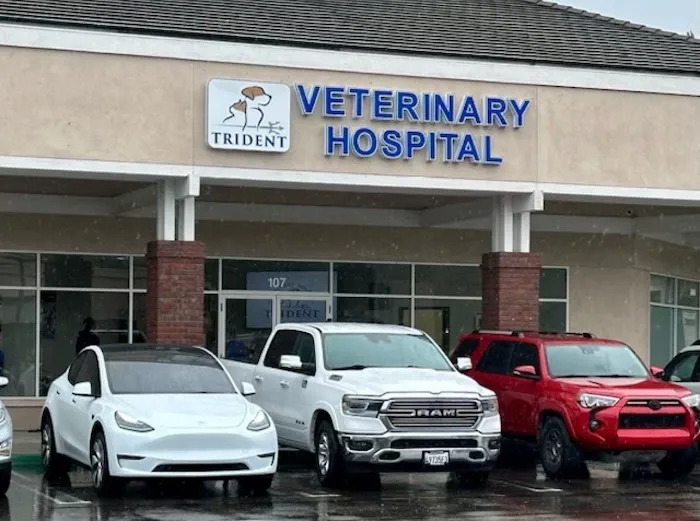 Trident Veterinary Hospital 12