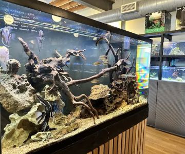 Rivershore Aquariums