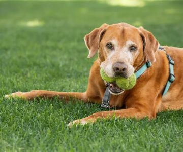 Advanced Care Veterinary Hospital