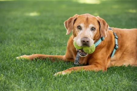 Advanced Care Veterinary Hospital