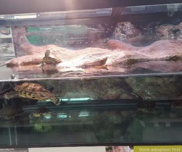 Petco