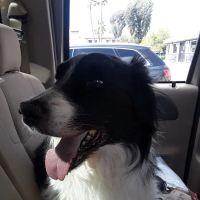 Advanced Care Veterinary Hospital: Alex Yankopoulos DVM ico