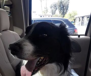 Advanced Care Veterinary Hospital: Alex Yankopoulos DVM