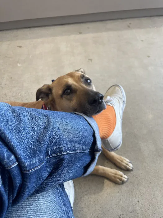 West Coast Animal Hospital 12