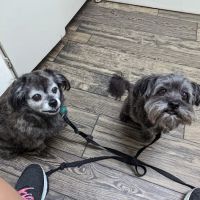 Bird Rock Animal Hospital ico