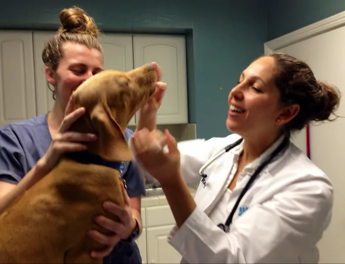 Windan' Sea Veterinary Clinic 12
