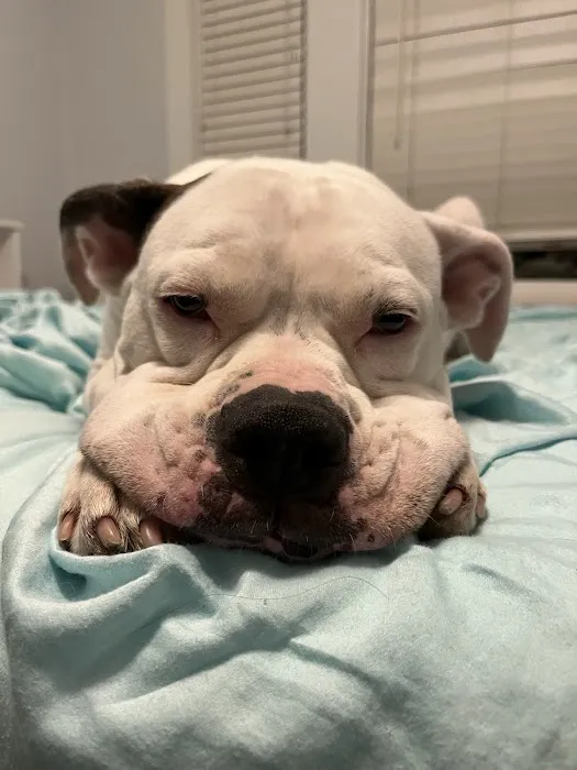 La Jolla Veterinary Hospital 12