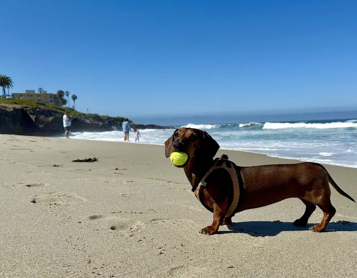 La Jolla Veterinary Hospital 12