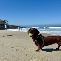 La Jolla Veterinary Hospital ico
