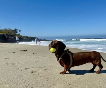 La Jolla Veterinary Hospital