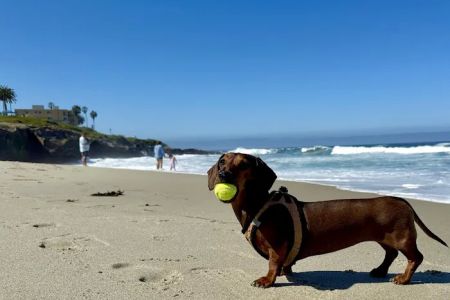 La Jolla Veterinary Hospital