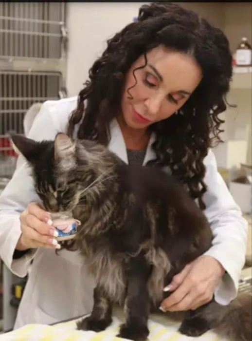 Village Veterinary Hospital La Jolla 2