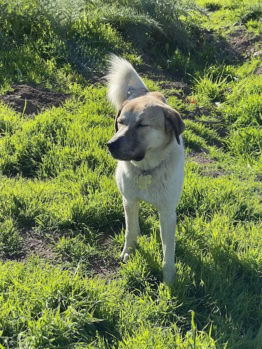 Papaya Veterinary Emergency - Encinitas 12
