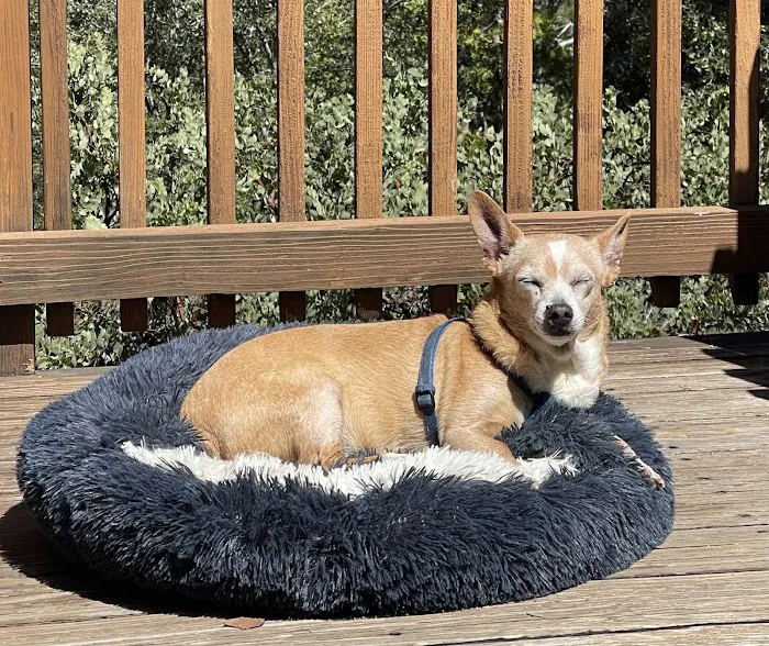 Papaya Veterinary Emergency - Encinitas 12