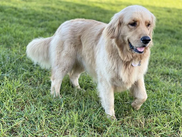 Papaya Veterinary Emergency - Encinitas 12