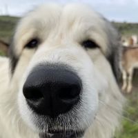 Papaya Veterinary Emergency - Encinitas ico