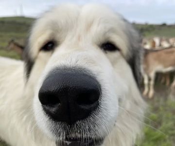 Papaya Veterinary Emergency - Encinitas