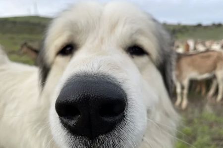 Papaya Veterinary Emergency - Encinitas