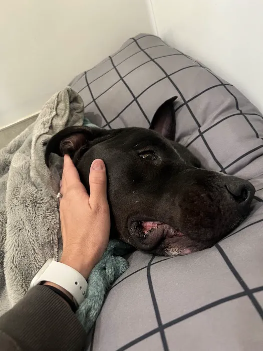 Papaya Veterinary Emergency - Encinitas 12