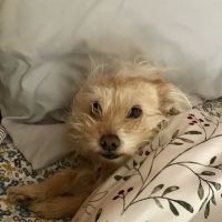 Santa Fe Animal Clinic ico