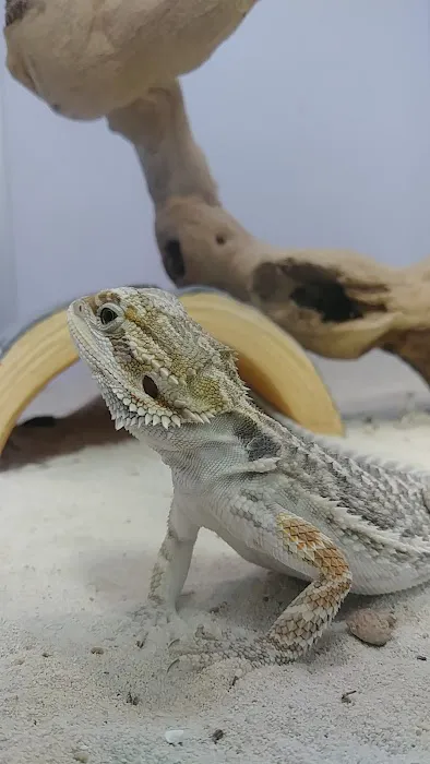 Pet Supermarket 5
