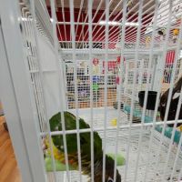Pet Supermarket ico