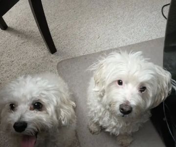 Vetco Vaccination Clinic