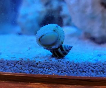 Reef Cleaners