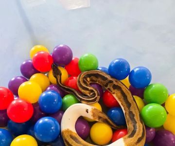 Florida Born Exotics Pet Shop PSL
