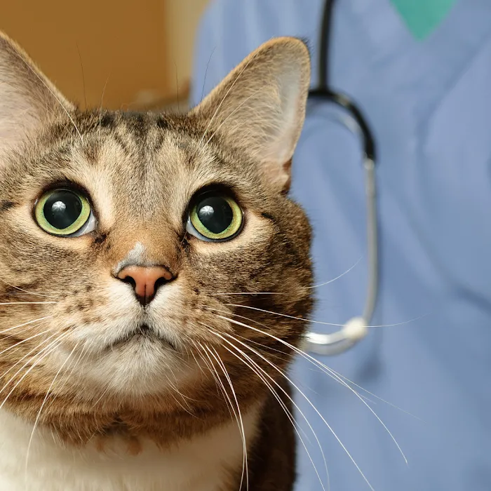 Moonlight Veterinary Center 9