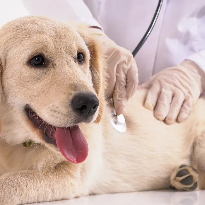 Moonlight Veterinary Center 8
