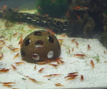 Florida Shrimp Sales - Neocaridina Aquarium Hobby Shrimp