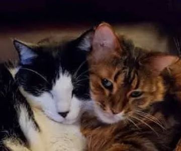 Vet 2 You Veterinary Services