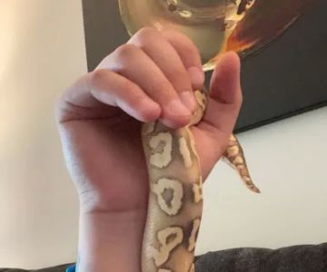 Jay's Exotic Reptiles & Plants