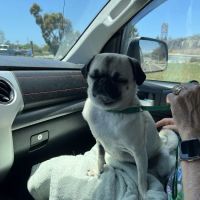 Companion Pet Care ico